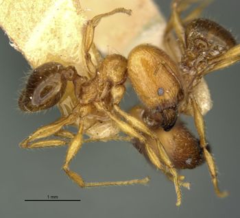 Media type: image;   Entomology 20658 Aspect: habitus lateral view